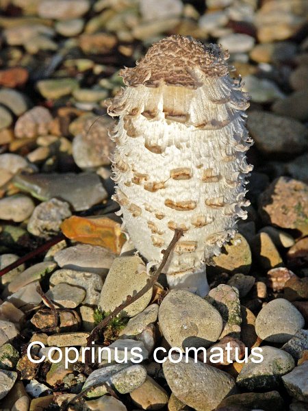 Coprinus comatus-amf502.jpg - Coprinus comatus ; Nom français: Coprin chevelu